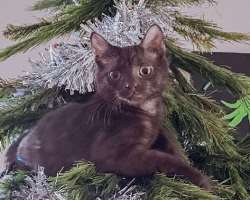 She has adopted two kittens in October 2020 who often appears in her Instagram posts She has adopted two kittens in October 2020 who often appears in her Instagram posts.